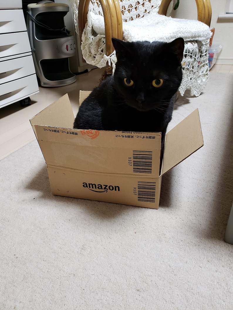 Amazon猫